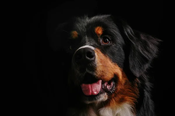 Bernese Mountain Dog tegen de zwarte achtergrond — Stockfoto