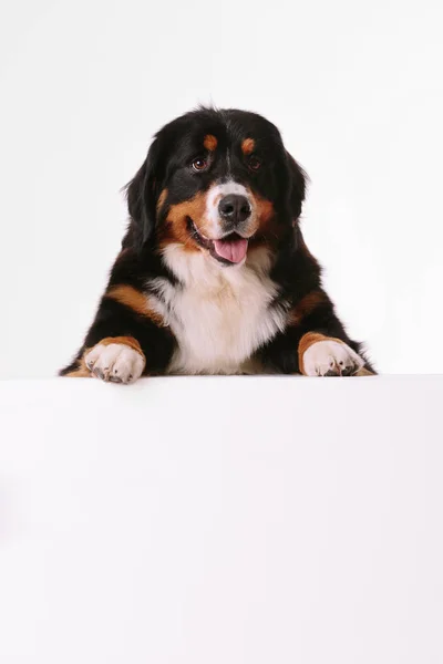 Berner Sennenhond op de witte achtergrond — Stockfoto