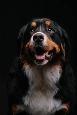 Bernese dağ köpeği portresi yakın çekim kamera siyah arka plan içine görünüyor