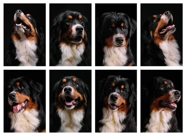 Portresi Bernese dağ köpeği kolaj — Stok fotoğraf