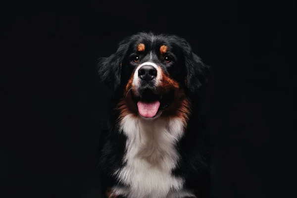 Бернская горная собака на черном фоне — стоковое фото