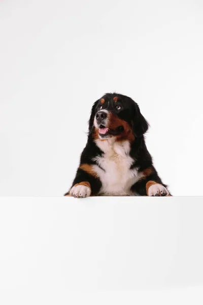 Bernese Mountain Dog valkoisella taustalla — kuvapankkivalokuva