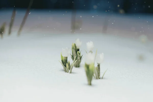 Första vita blommor under snön. det snöar — Stockfoto