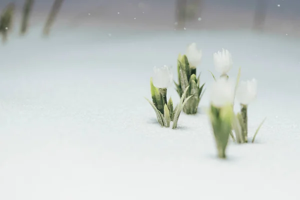 Första vita blommor under snön. det snöar — Stockfoto