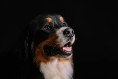Bernese dağ köpeği siyah arka plan