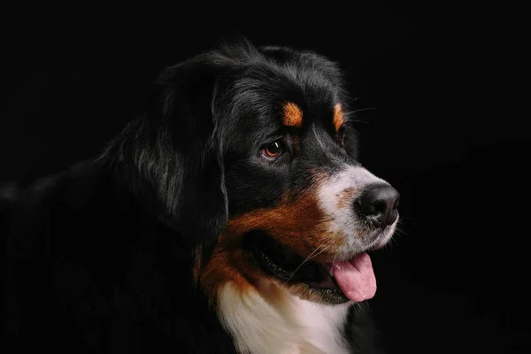 Bernese Mountain Dog contra el fondo negro —  Fotos de Stock