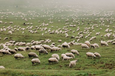 Dağlarda otlayan koyun sürüsü