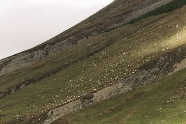 Manada de ovejas pastando en verdes prados en las montañas — Foto de Stock