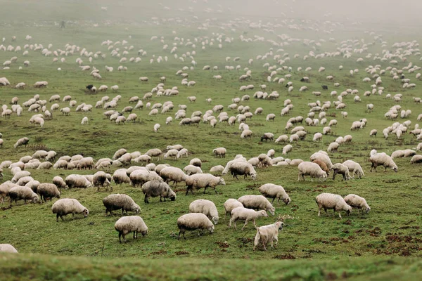 成群的羊在山上吃草 — 图库照片