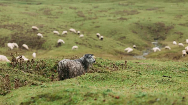 Manada de ovelhas pastando nas montanhas — Fotografia de Stock