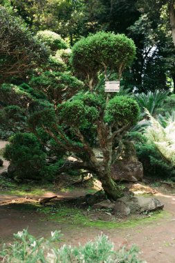 Cryptomerica japonica, Albosponica botanik bahçesinde
