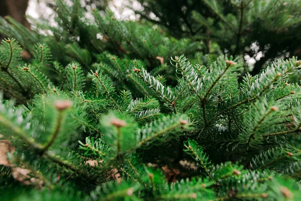 Green spruce branches. background — Stock Photo, Image