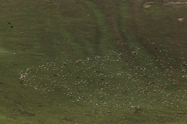dağlarda yeşil çayırlarda otlama koyun sürüsü