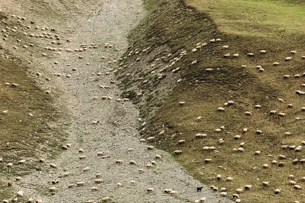 Stada owiec pastwiskami na zielonych łąkach w górach — Zdjęcie stockowe
