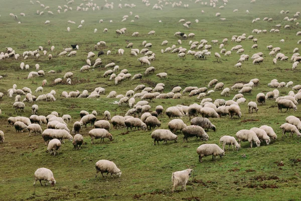 Manada de ovelhas pastando nas montanhas — Fotografia de Stock