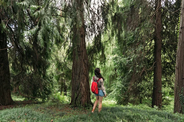 Sırt çantalı bir kadın ormanda yürüyor. — Stok fotoğraf