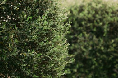 kesilmiş yeşil çalılar ile park, peyzaj tasarımı