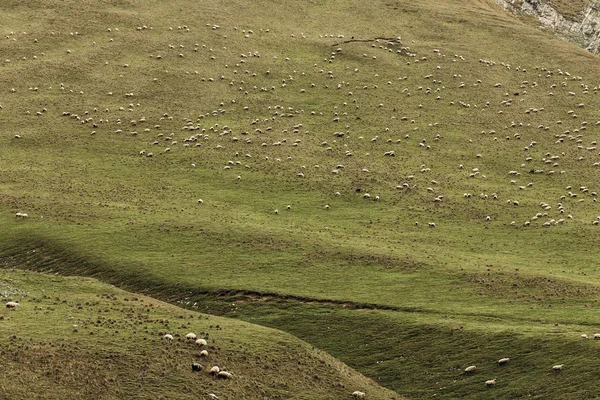 Stada owiec pastwiskami na zielonych łąkach w górach — Zdjęcie stockowe