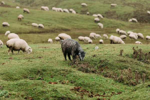 Stado owiec pasących się w górach — Zdjęcie stockowe