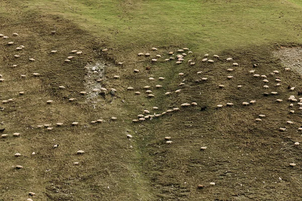 Herd of sheep grazing on green meadows in the mountains — Stock Photo, Image