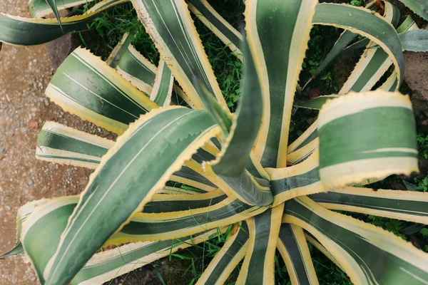 botanik bahçesinde büyük Agave