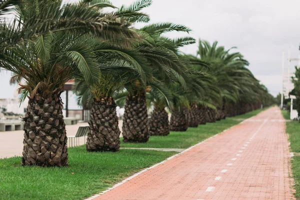Piste cyclable entre les palmiers verts sur le remblai — Photo