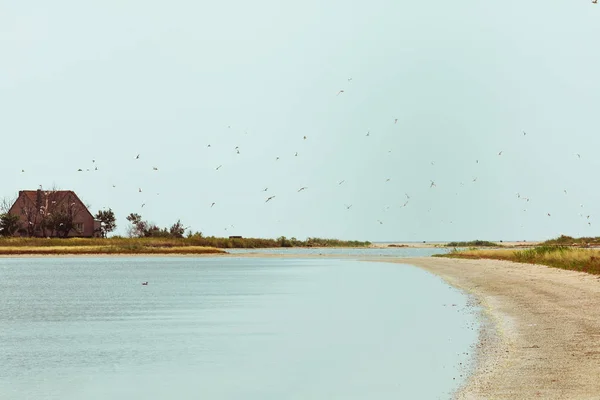 Bandada de gaviotas volando en claro — Foto de Stock