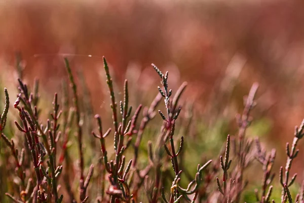 Сухая трава летом — стоковое фото