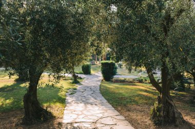 zeytin bahçesinde zeytin ağacı
