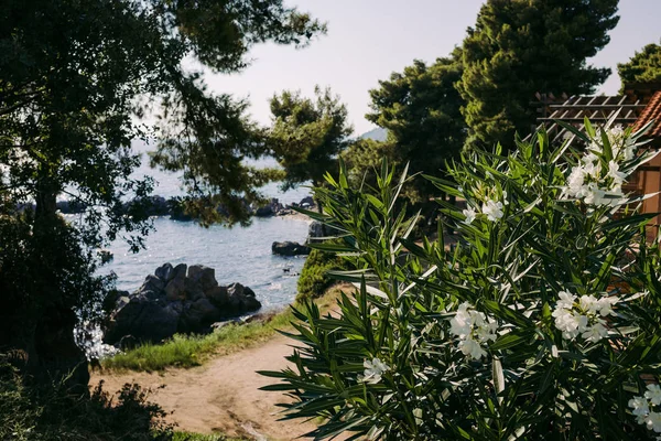 Όμορφο λουλούδι Ελατερ — Φωτογραφία Αρχείου