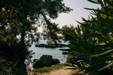 Yunanistan'daki çam ağaçlarının arasından manzara