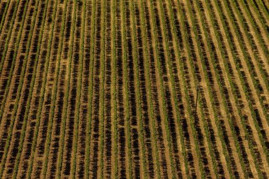 Bir bağ tepelerin havadan görünümü