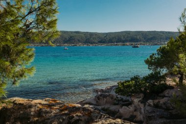 çam ağacı ve tropikal plaj ve deniz arka plan .