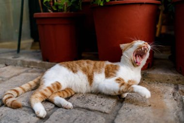 zencefil yerli kedi taş üzerinde yatıyor