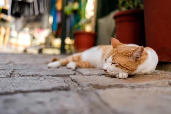 姜猫图库照片 免版税姜猫图片 Depositphotos 姜猫图库照片 免版税姜猫图片 Depositphotos
