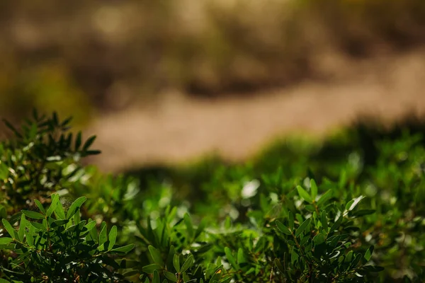 Folhas verdes de planta crescendo ao ar livre — Fotografia de Stock