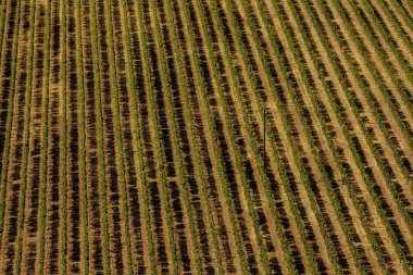 Bir bağ tepelerin havadan görünümü