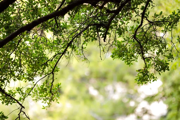 Belas folhas verdes de uma árvore em um dia ensolarado . — Fotografia de Stock