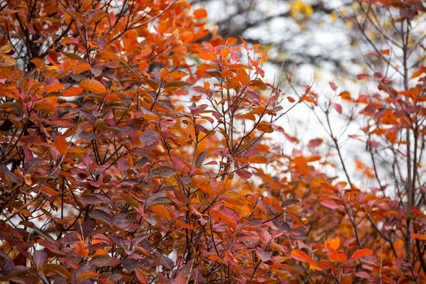 Paisaje en otoño en el parque . —  Fotos de Stock