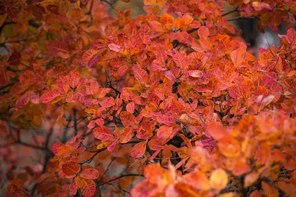 Krajina na podzim v parku. — Stock fotografie