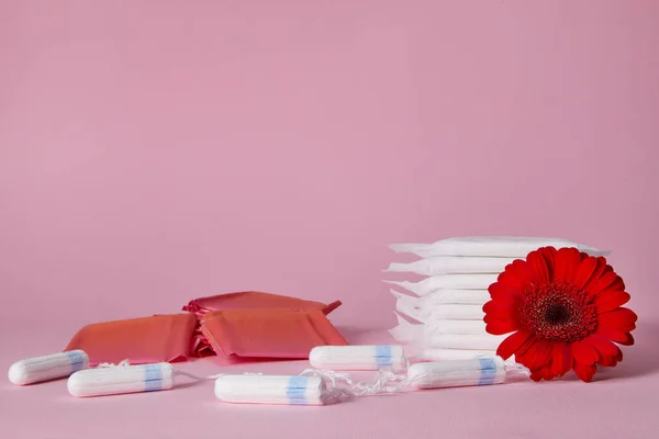 Менструальные тампоны из хлопка, прокладки и красный цветок — стоковое фото