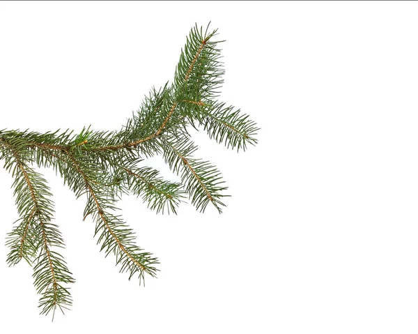 被白色的、圣诞节隔离的绿色冷杉枝干 — 图库照片