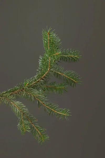 Rama de abeto verde aislado en blanco, Navidad — Foto de Stock