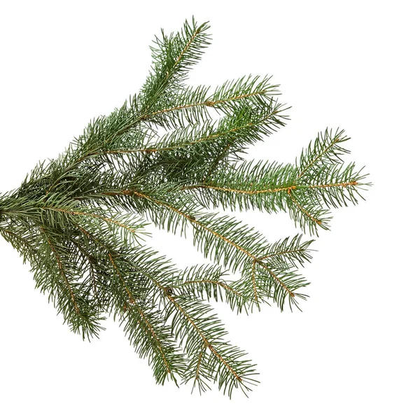 Green fir branch isolated on white, christmas — Stock Photo, Image