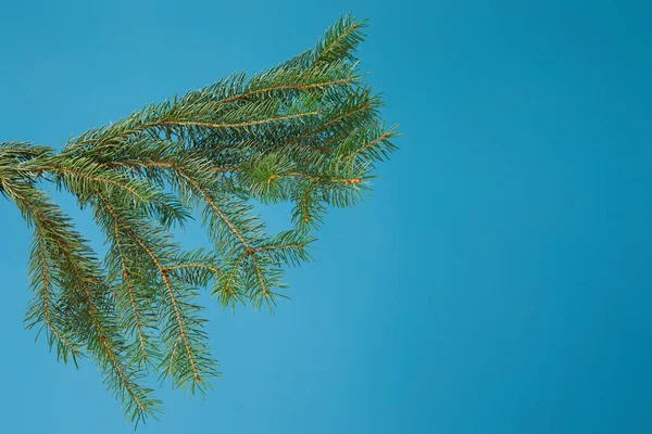 Green fir branch isolated on blue background — Stock Photo, Image