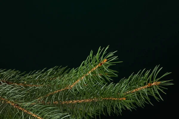 Green fir branch isolated on dark background — Stock Photo, Image