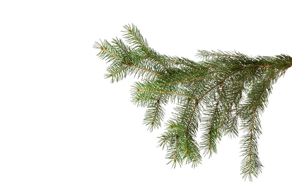 Zöld fenyő ág elszigetelt fehér, karácsony — Stock Fotó