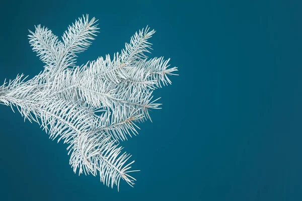 White fir branch isolated on blue background — Stock Photo, Image