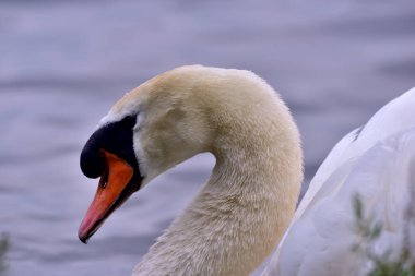 Yakın plan sessiz kuğu başı (Cygnus Olor)