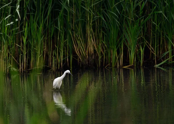 Little White Egret Small Heron — Stock Photo, Image